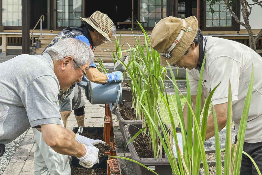 菖蒲の植え替え(2024年)
