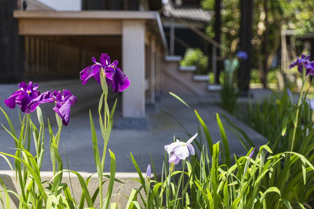 順光寺の菖蒲