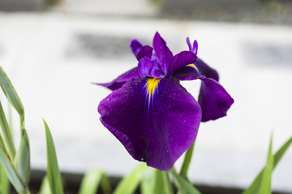 順光寺の菖蒲